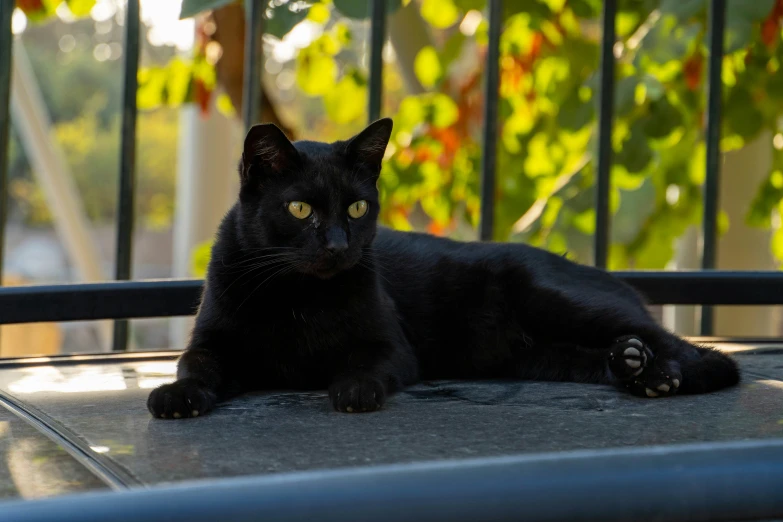 a black cat sitting on top of a bed next to a fence