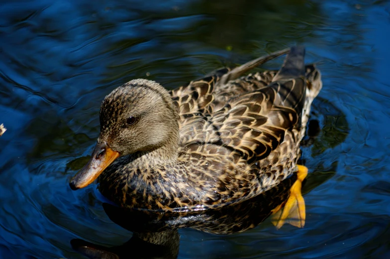 a close up of a duck in water near a tree