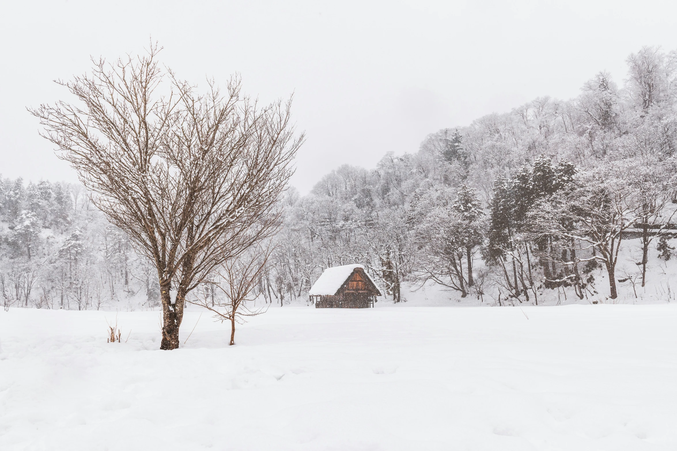 a snowy scene of trees in the woods