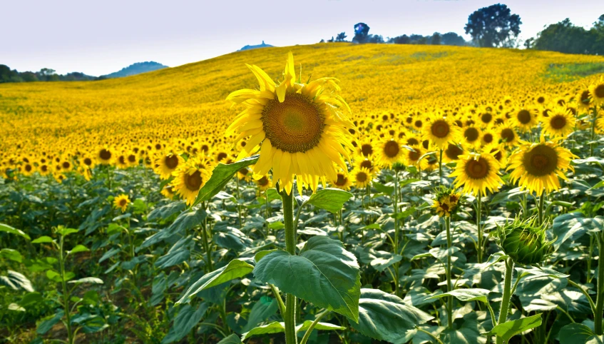 a field full of yellow sunflowers with a hill in the background