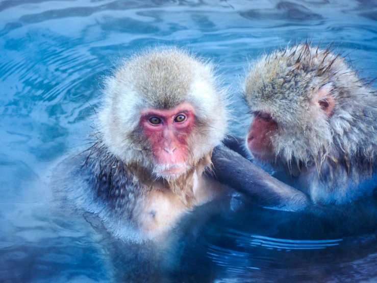 monkeys sitting together in a deep blue body of water