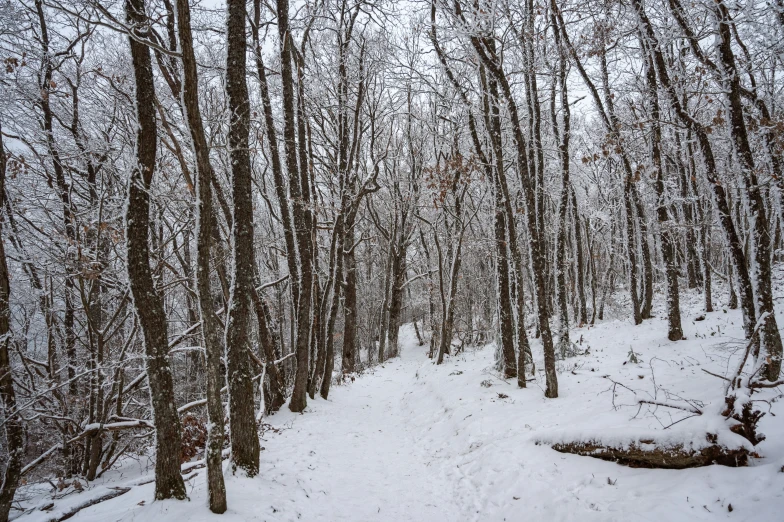 a snowy path in the woods covered with snow