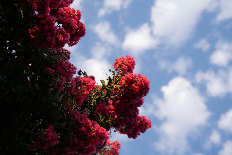 a pink flower bush sitting next to a cloud filled sky