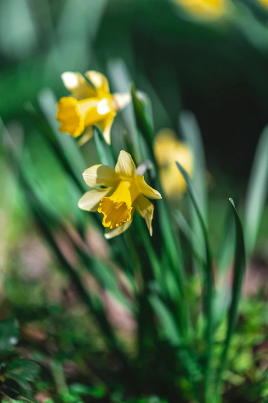 three yellow flowers are shown in the grass