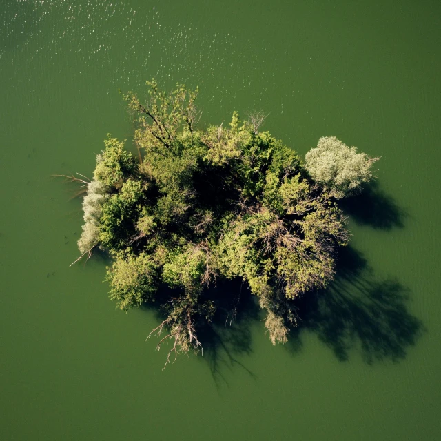 green water is shown with two trees in the middle