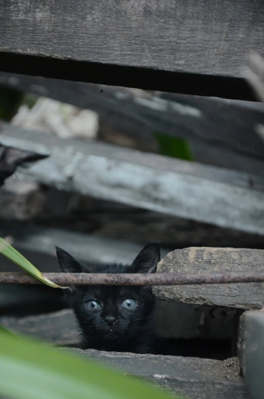small black kitten hiding behind a wooden fence