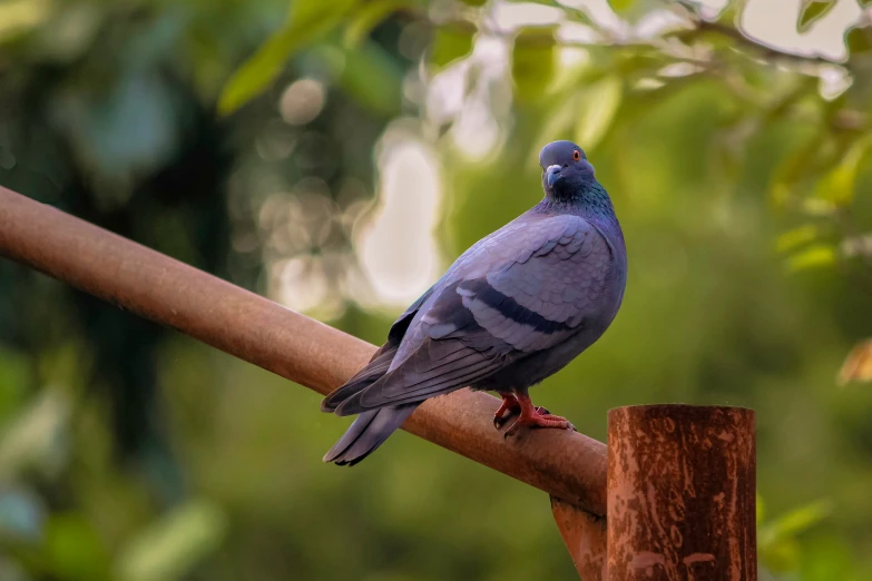 a blue and gray bird perched on a wooden post