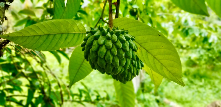 two pieces of green plant hanging from tree leaves