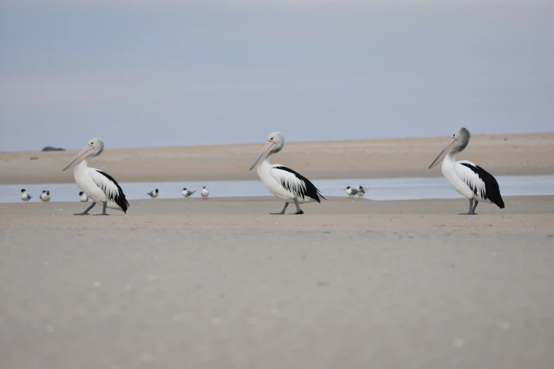 there are a few birds that are walking on the sand