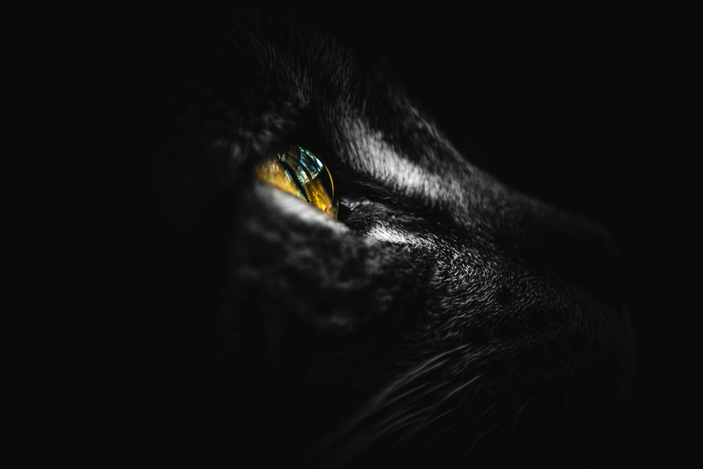 the black cat has green and yellow eyes
