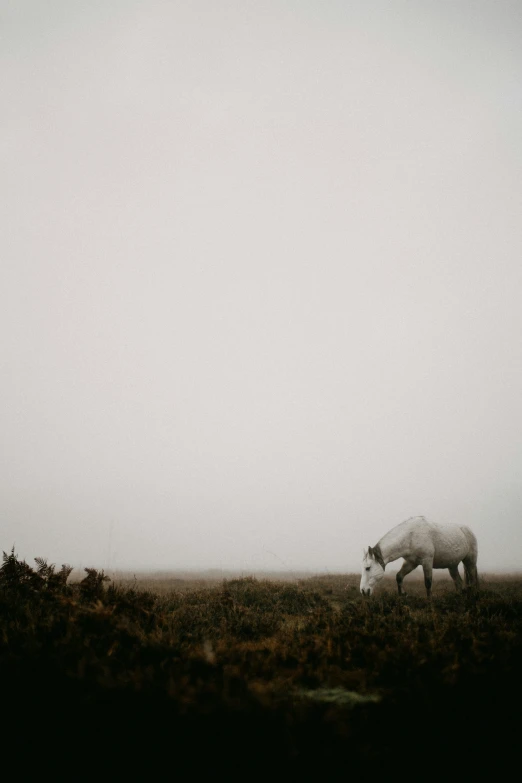 two horses grazing in the grass on a foggy day