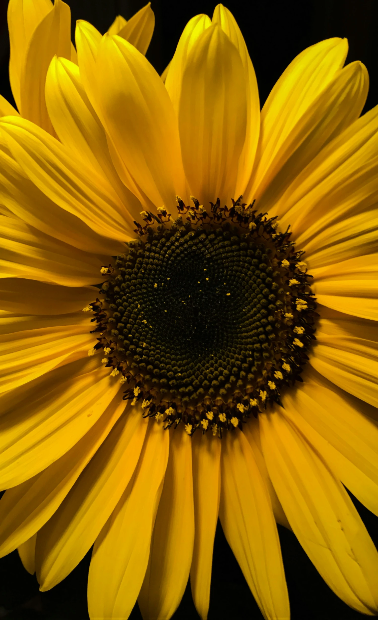 a large sunflower with a black background