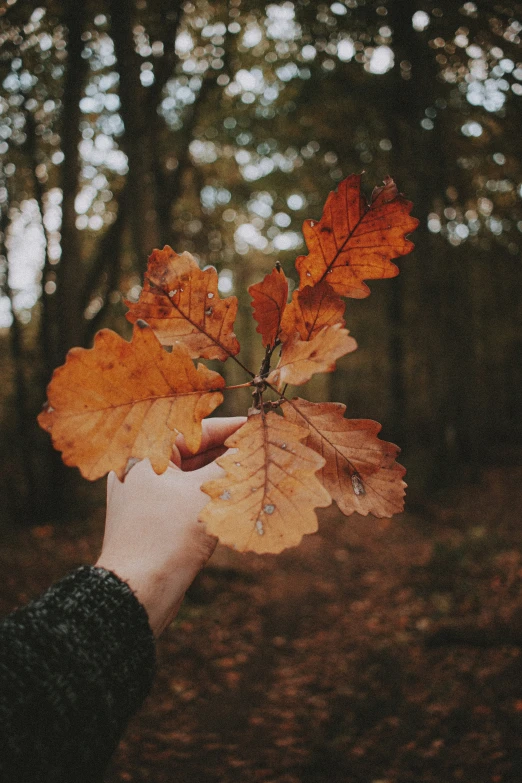 an arm holds a leaf up to the camera