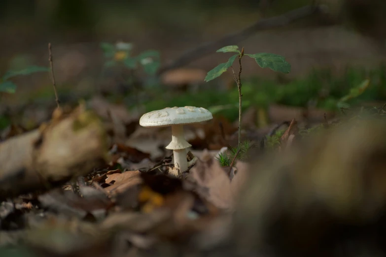 there is a mushroom sitting in the grass with leaves