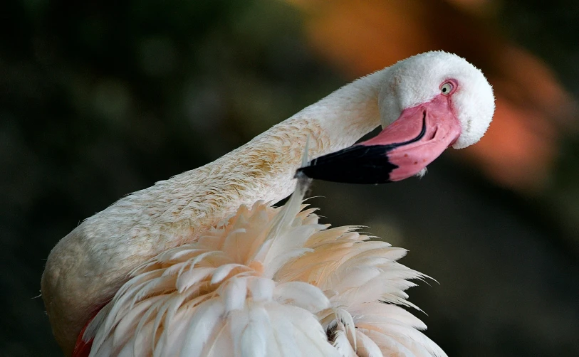 the close up of the white and pink bird