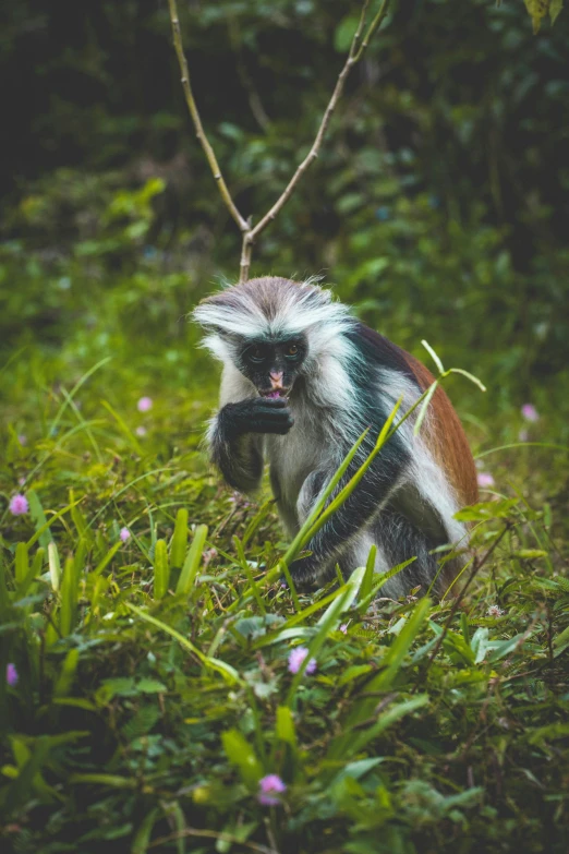 a monkey is standing in the middle of some grass