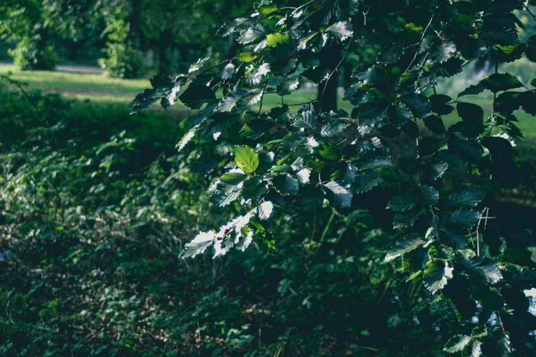 a black bench sitting in the middle of a lush green park