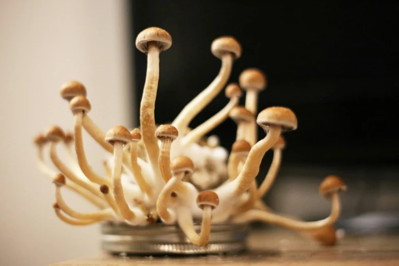 a group of mushrooms are being placed inside of a tin