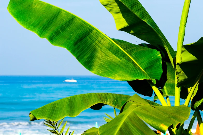 banana plants are on the shore of a tropical beach