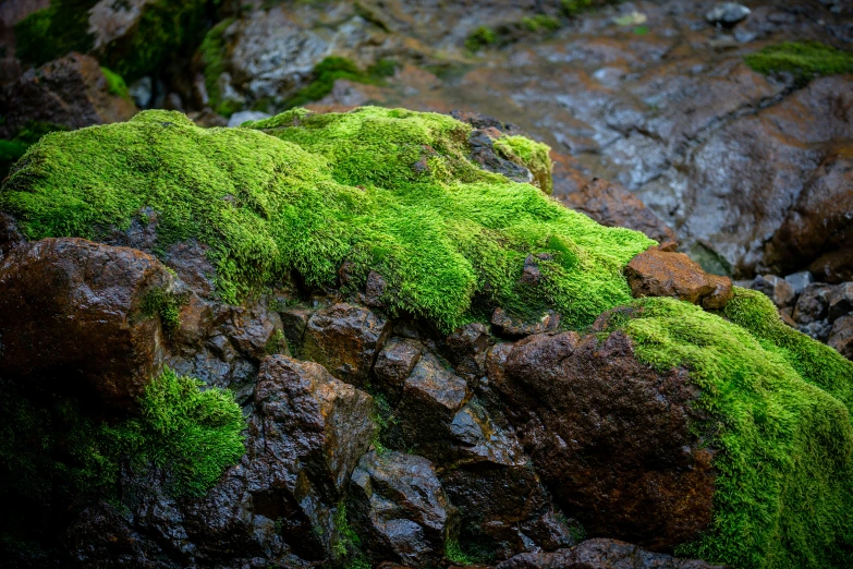 a rock covered with green moss and rocks