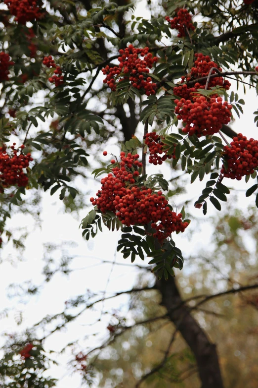 berries hanging from the tree by its leaves