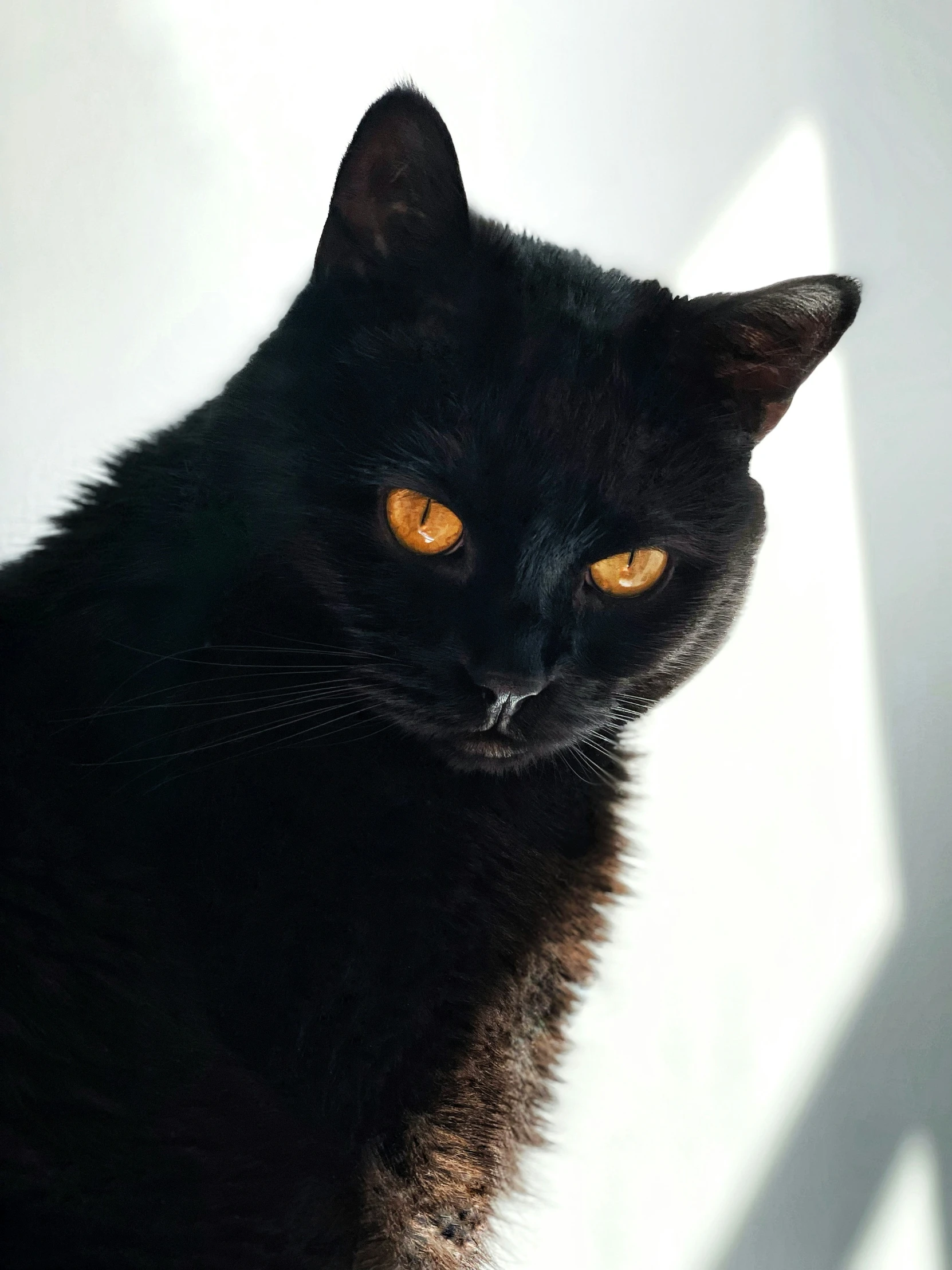 a black cat staring directly into the camera lens