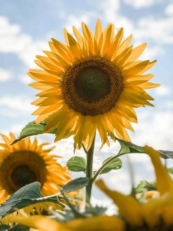 two yellow sunflowers with green leaves under a blue sky