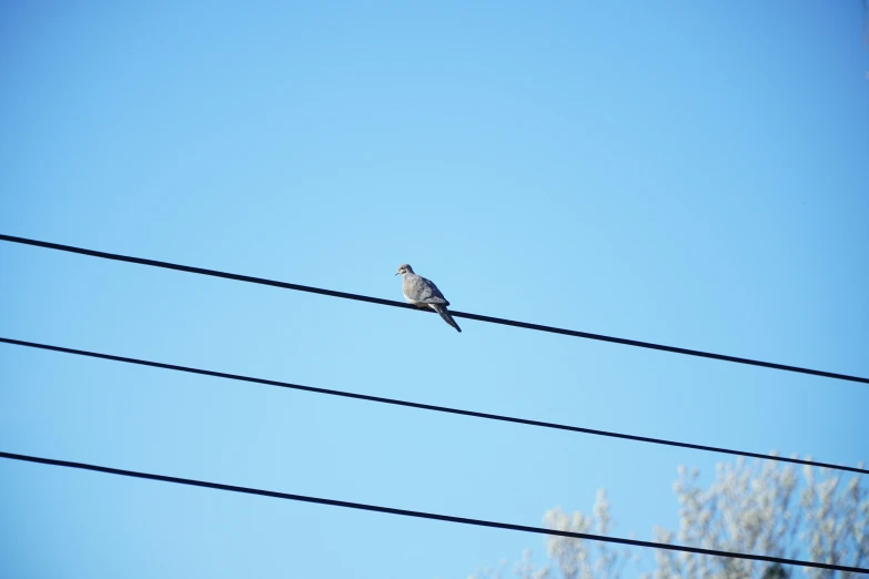 a bird sitting on some electric wires with trees in the background