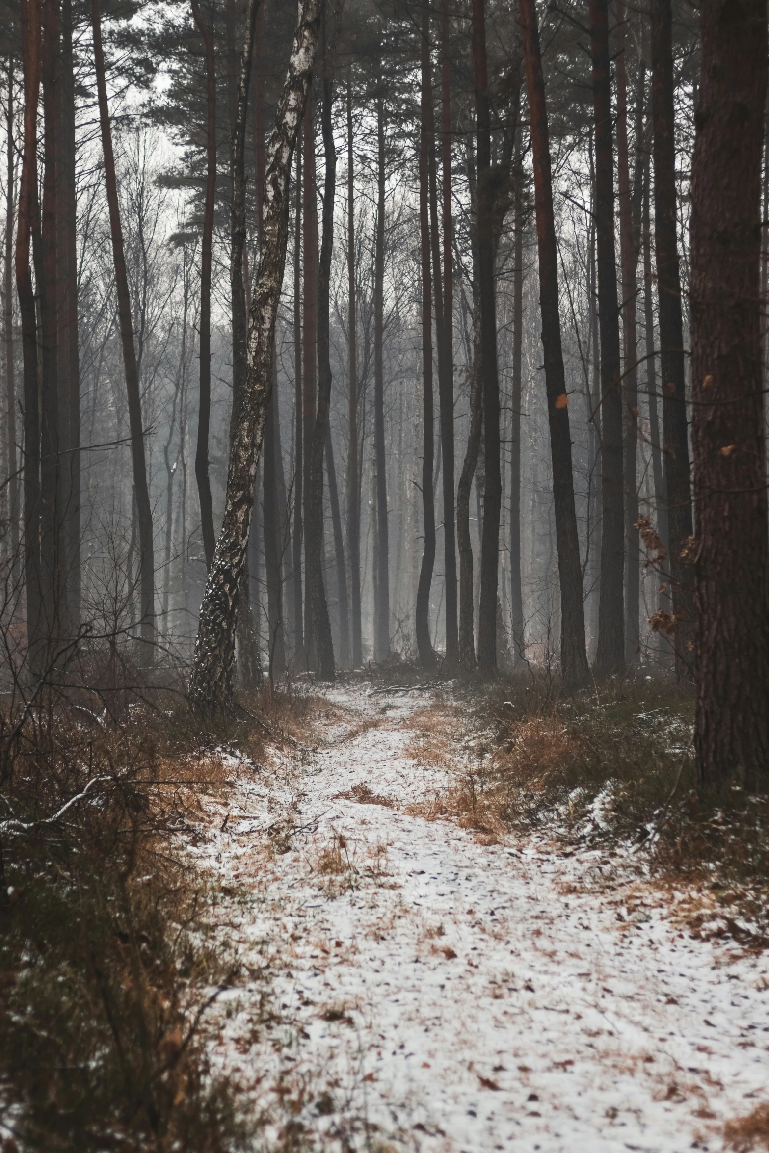 a snow covered path in a snowy wood