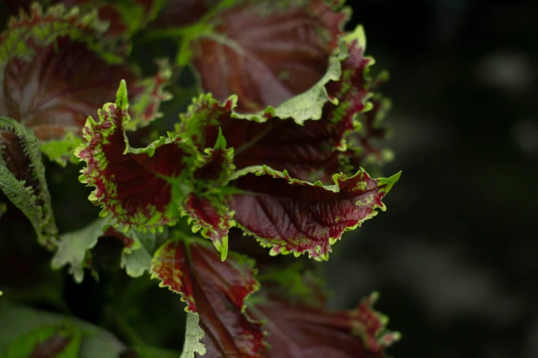 closeup of purple green leaves on dark background