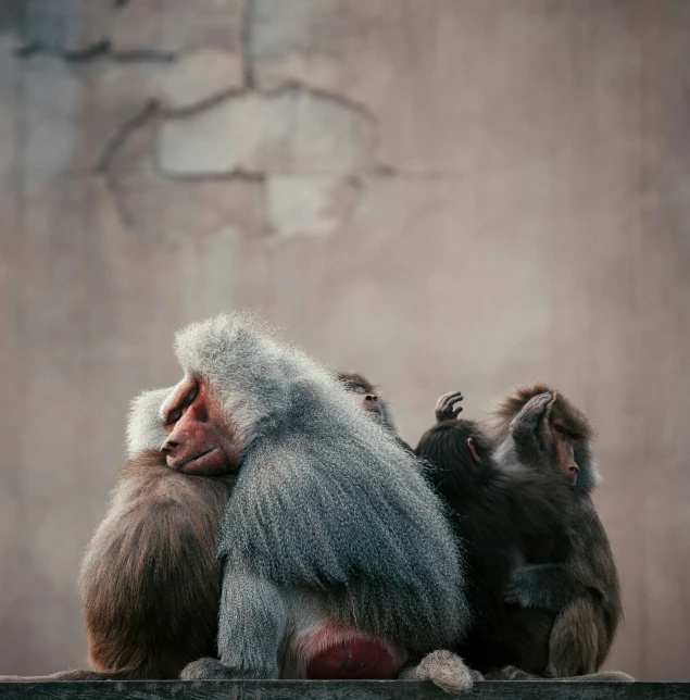 a couple of monkeys are sitting next to each other