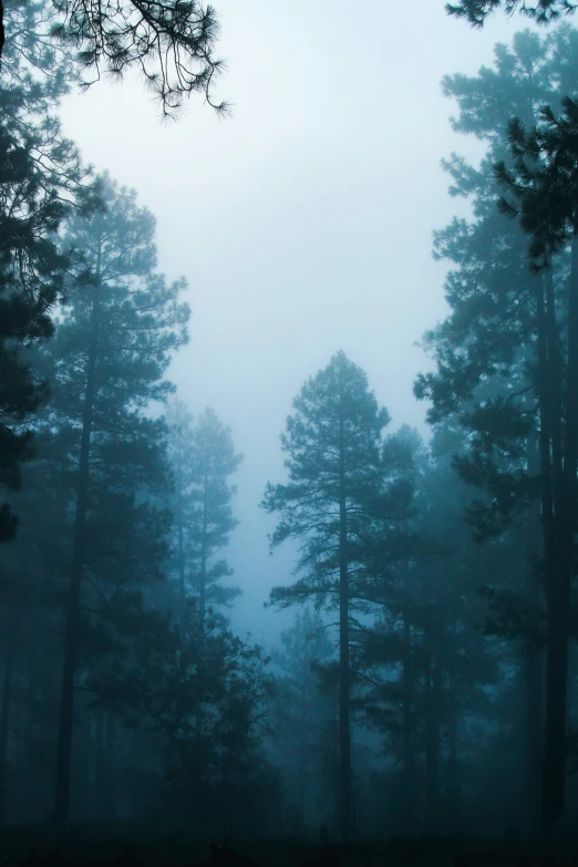 a foggy forest with large pine trees