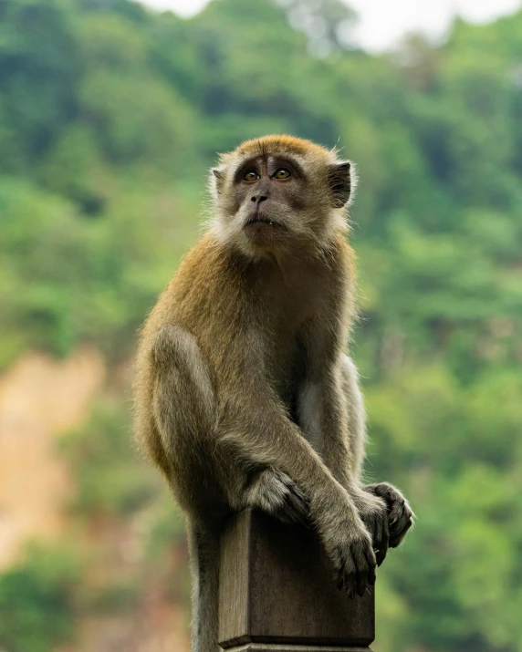 a young monkey is sitting on top of the pillar