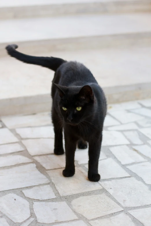 there is a small black cat standing on the pavement