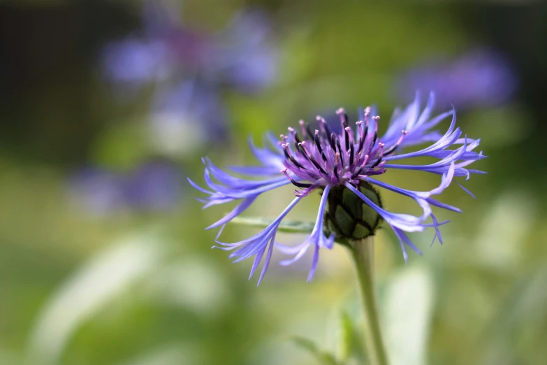 a purple flower with some green stems in front of it