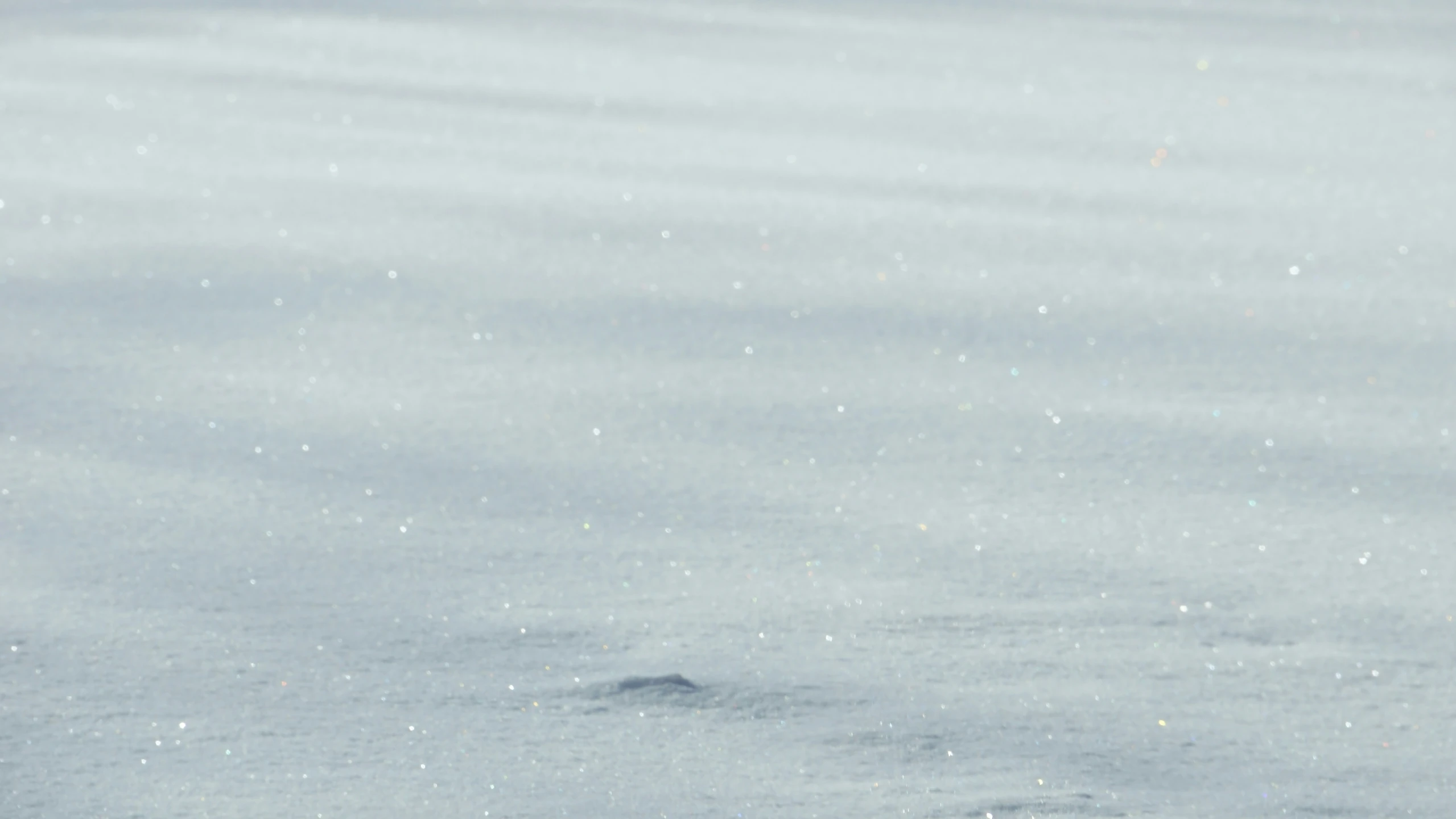 a bird is walking in the snow with his head covered in snowflakes