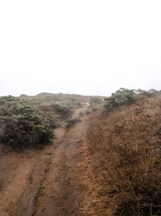 a view of a hill with trees and grass on it