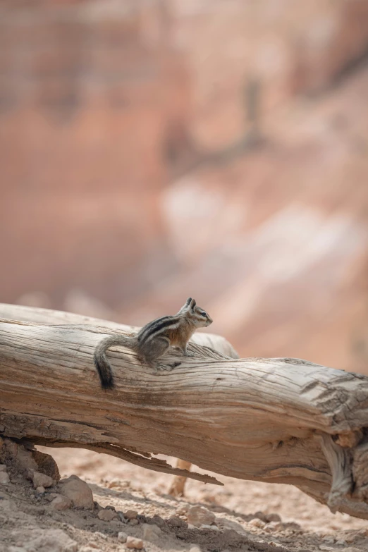 a little bird sits on a dead tree trunk