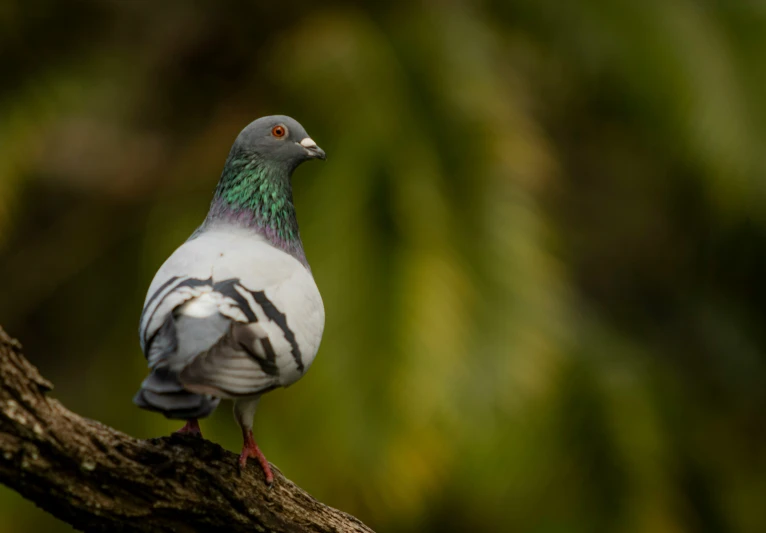 a bird that is perched on top of a tree