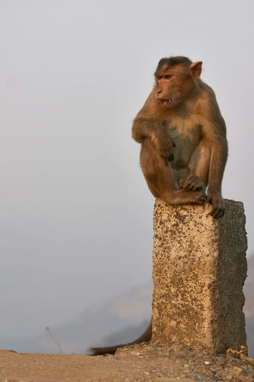 a long - tailed monkey is standing on the rock