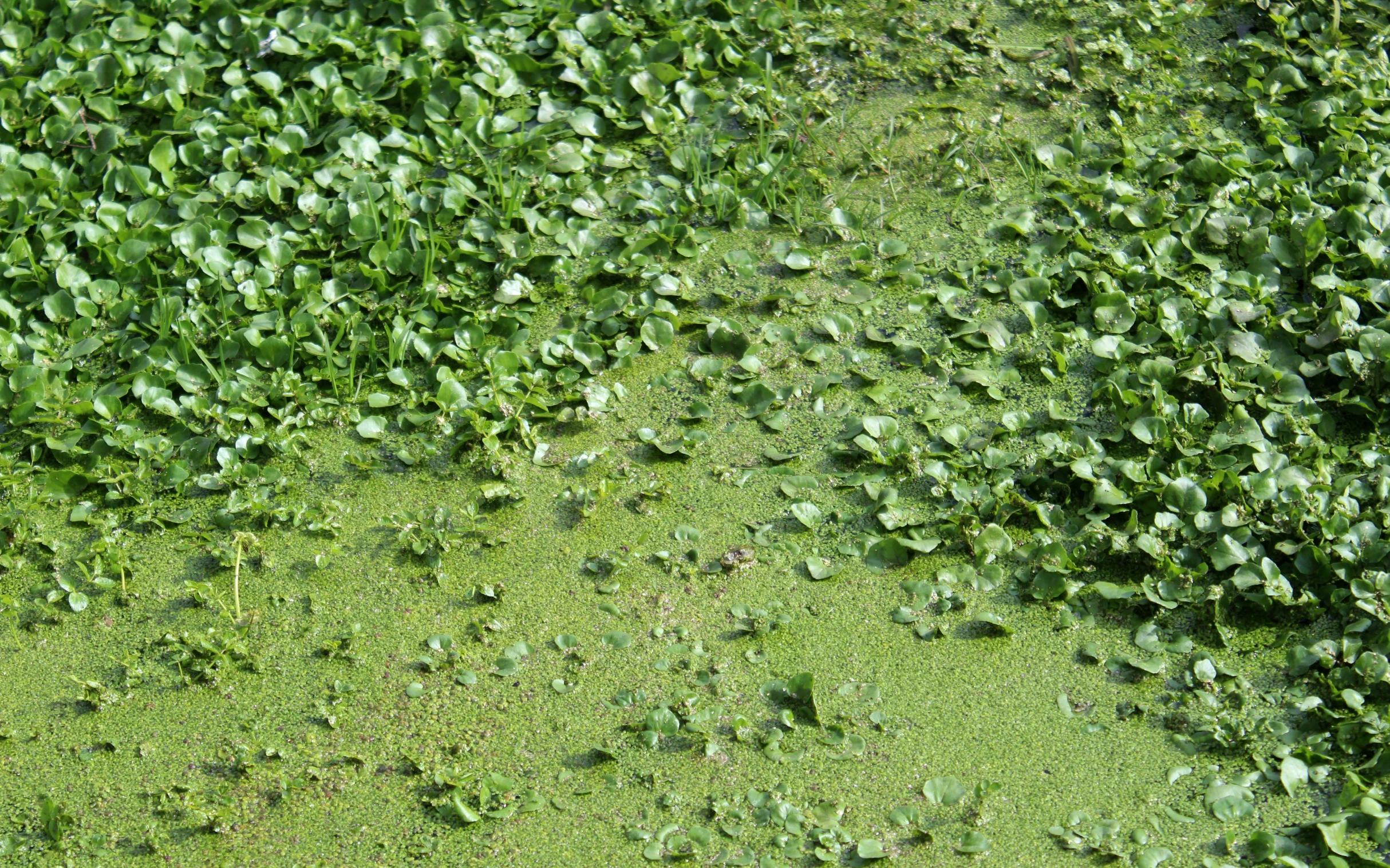 an area with lots of green plants in the grass