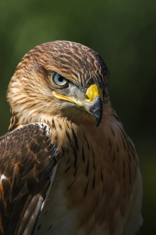 a brown and yellow bird with big eyes