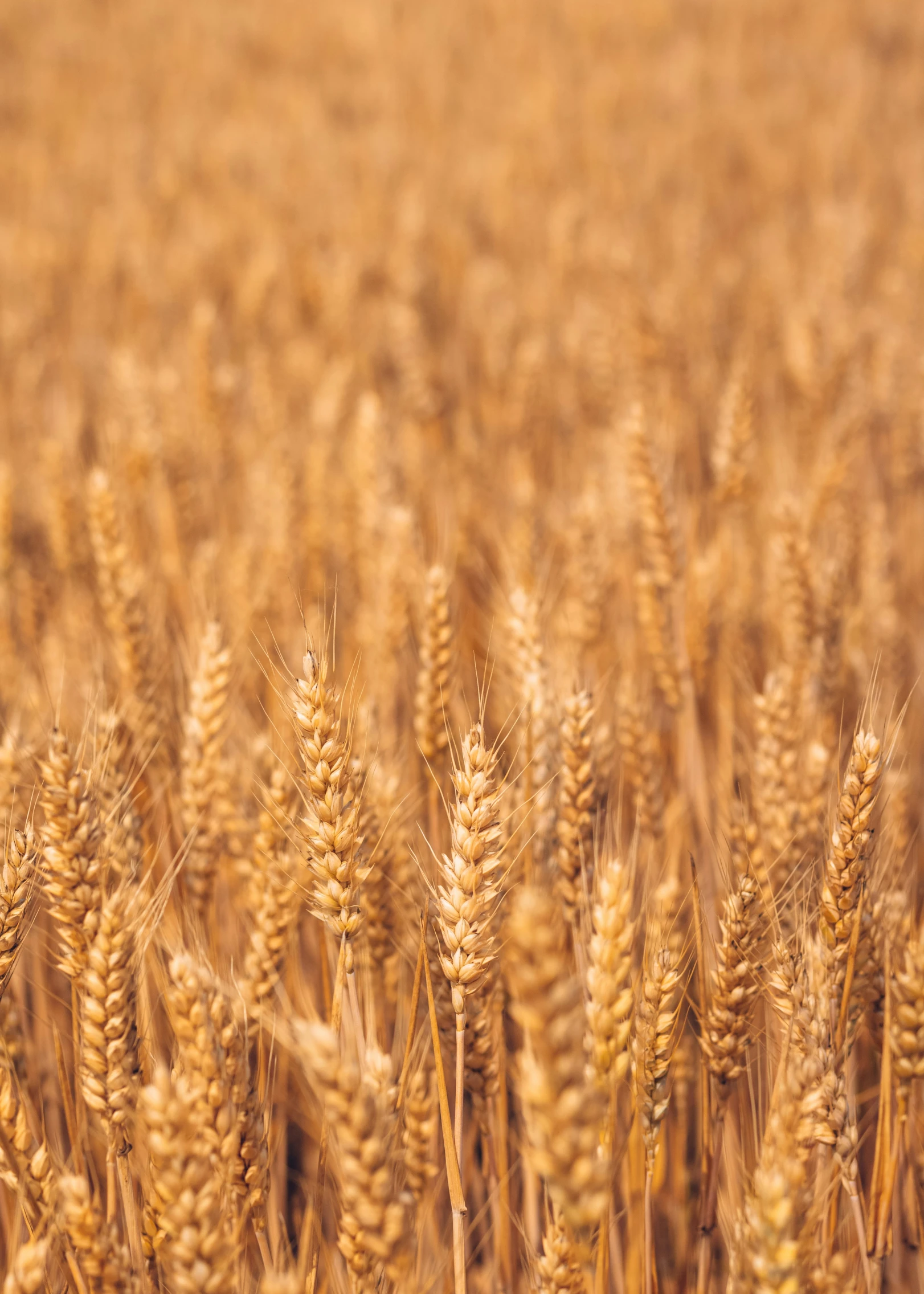 close up po of wheat stalks in a field