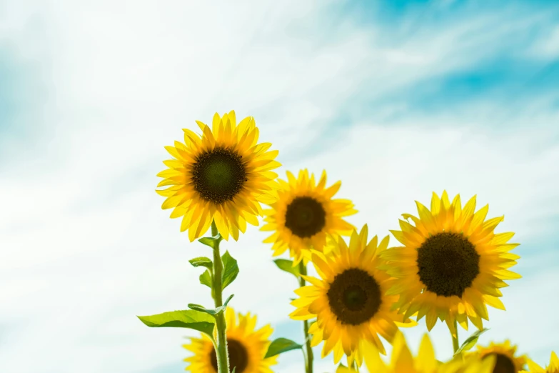 sunflowers against blue sky with wispy clouds in the background