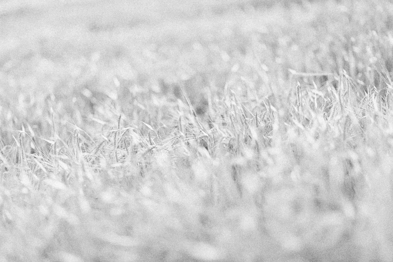 an antelope is walking through a field of tall grass