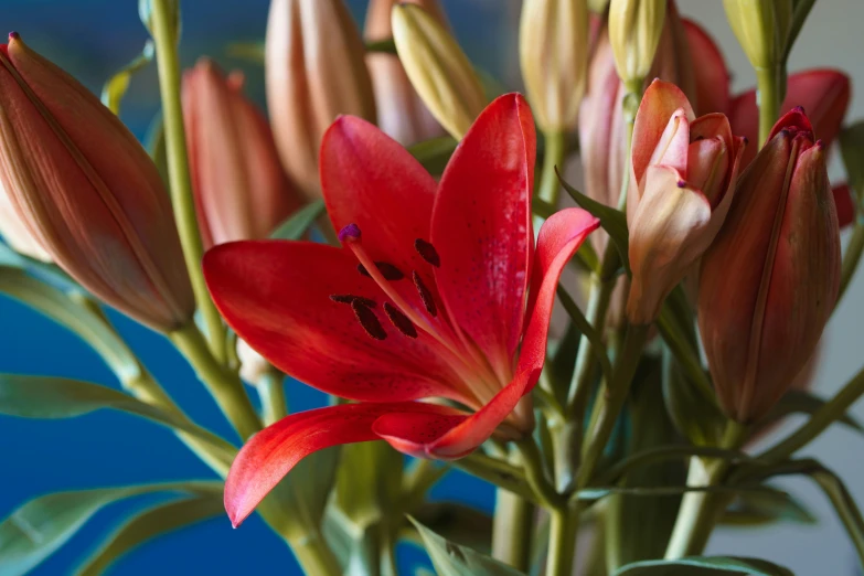 a flower in a vase with buds on the end