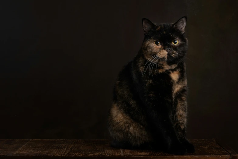 a cat sits in front of a black background