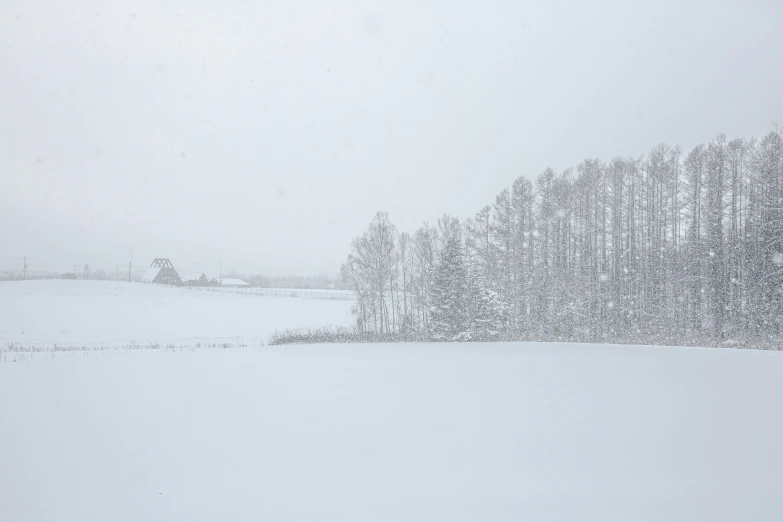 a snowy day with tall trees and snow