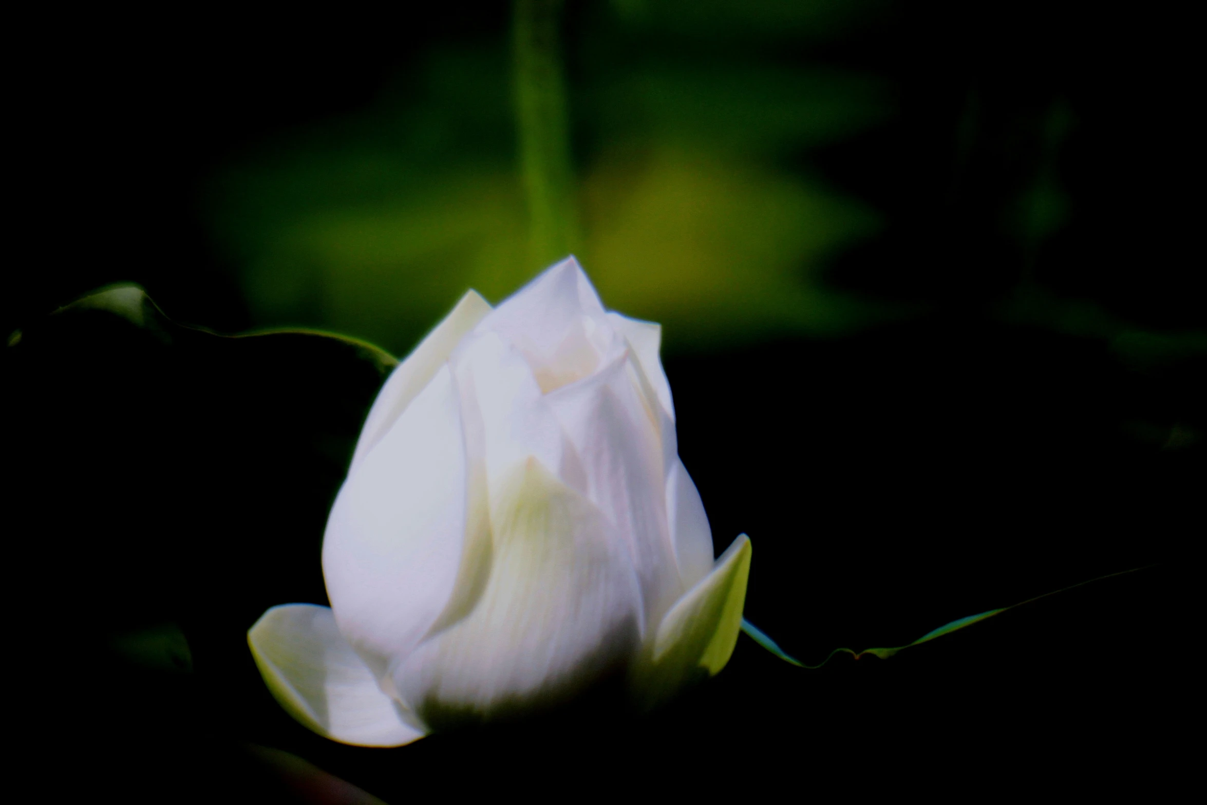 a close up picture of a white rose