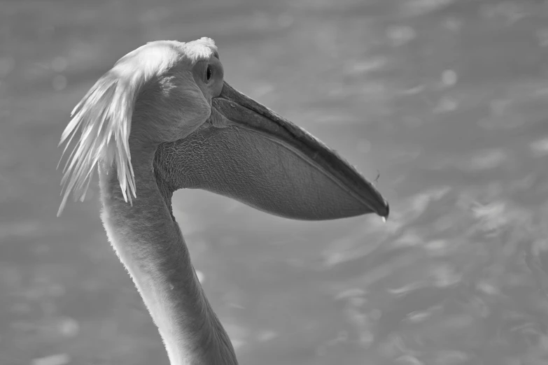 a large bird with an open beak next to the water